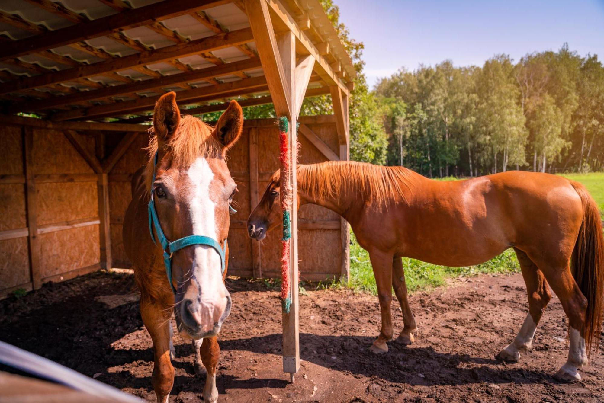 Pension u Jezu Klášterec nad Ohří Extérieur photo